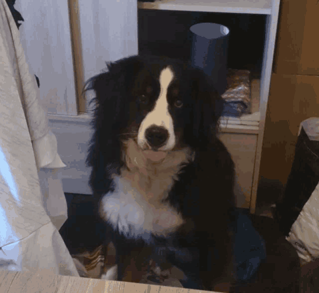 a black and white dog sitting on a table with its tongue hanging out