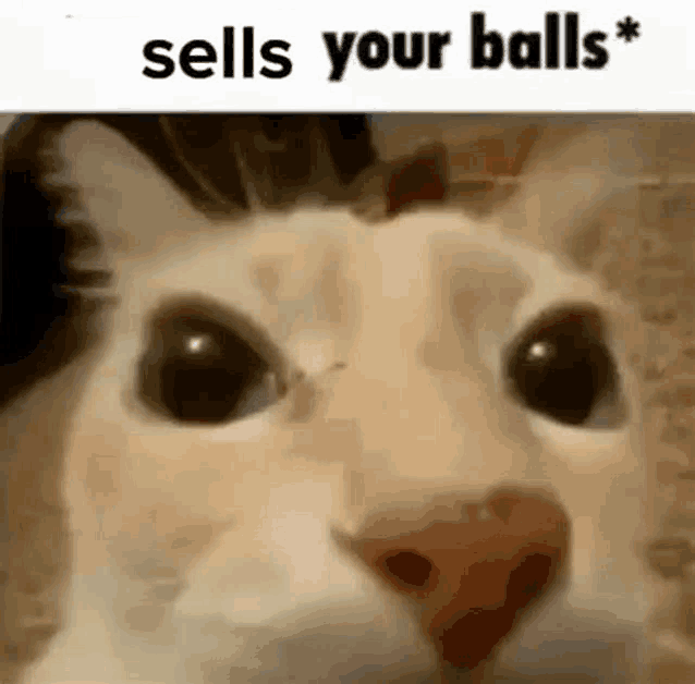 a close up of a cat 's face with the words `` sells your balls '' written on it .