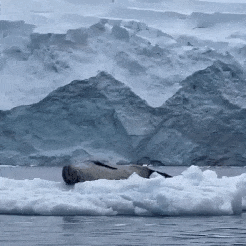 Penguin Leopard Seal GIF - Penguin Leopard Seal Seal GIFs