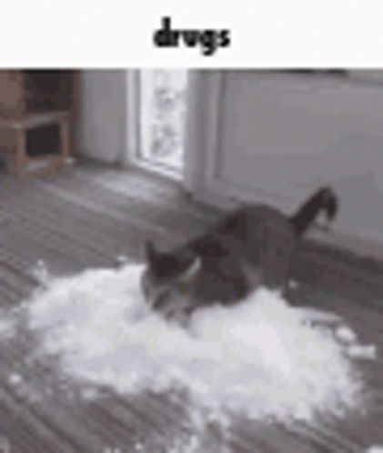 Drugs Cat Bobarens GIF - Drugs Cat Bobarens Flour GIFs