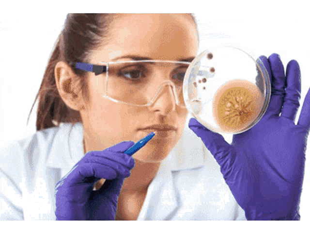 a woman wearing purple gloves holds a petri dish