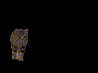 a close up of a cat 's face says hello 3