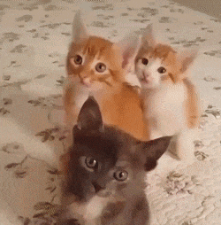 three kittens are sitting next to each other on a bed looking at the camera .
