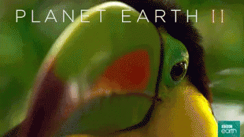 Planet Earth 2 GIF - Lanet Earth2 Tv Show British Nature Doc GIFs