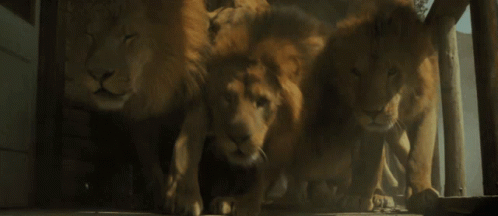 Lions Scary GIF - Lions Scary Big Cats GIFs