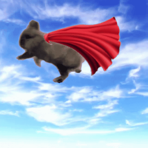 Flying Rabbit GIF - Flying Rabbit Animal GIFs
