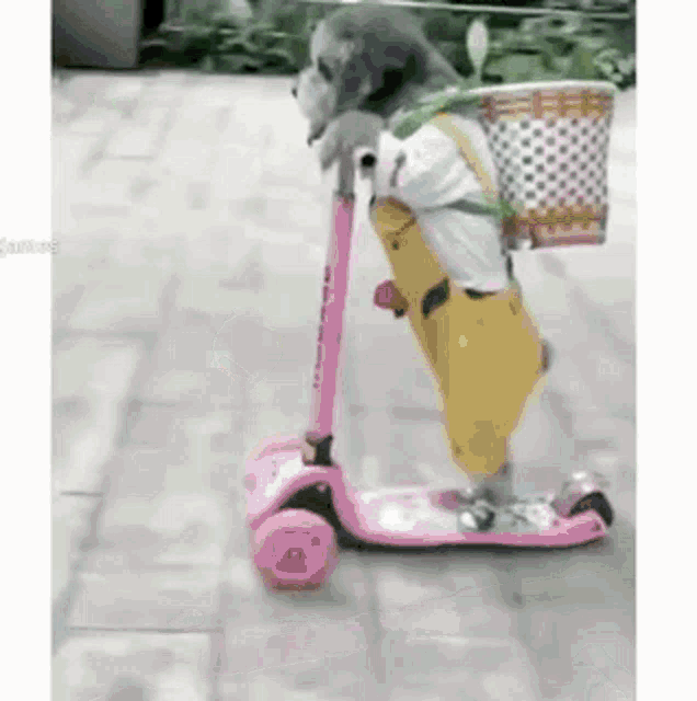 a small dog is riding a pink scooter with a basket on the back .