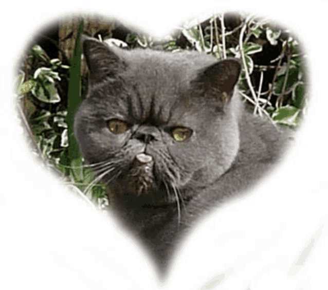 a cat with its tongue hanging out is sitting in a heart shaped frame