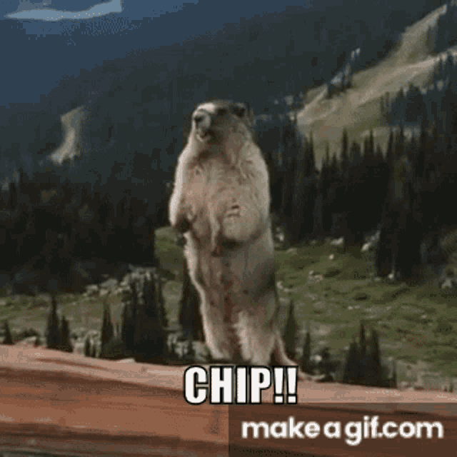 Chip Ch1ppenn GIF - Chip Ch1ppenn GIFs