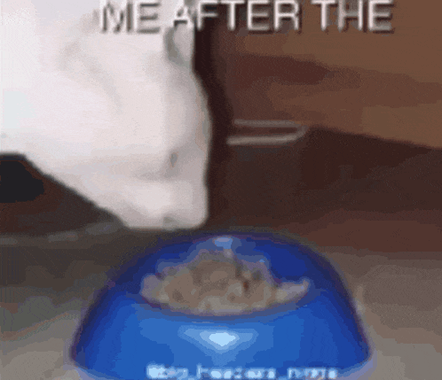 a picture of a cat eating from a blue bowl with the caption me after the