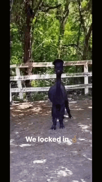 a black goat standing in front of a fence with the words " we locked in " written below it
