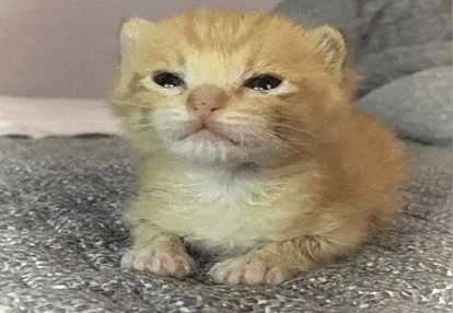 a small orange and white kitten is sitting on a blanket .