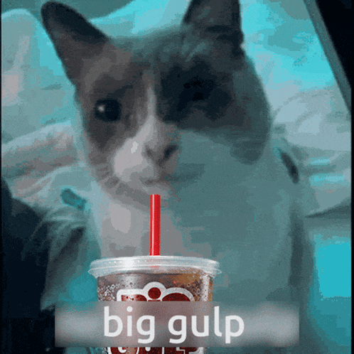 a cat is drinking from a cup with a red straw and the words big gulp behind it