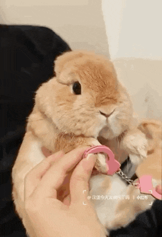 a person is holding a small brown rabbit with a pink leash on it .