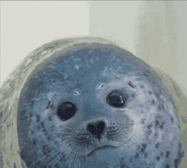 Seal Disappear GIF - Seal Disappear Gone GIFs