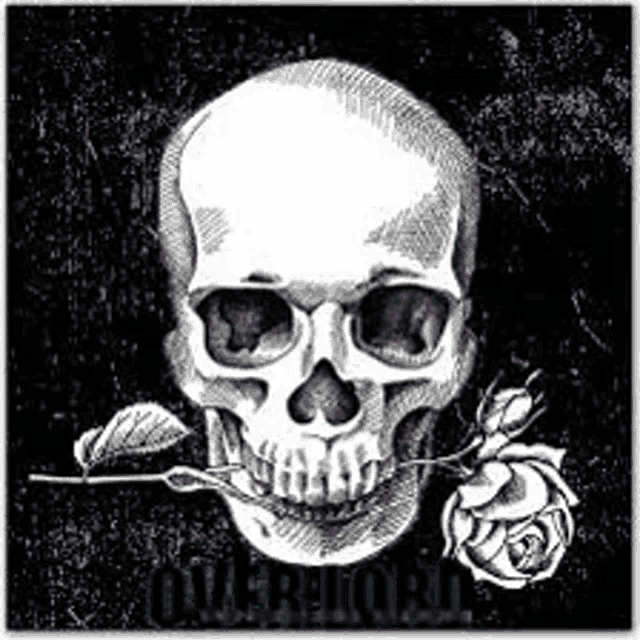 a black and white drawing of a skull with a rose sticking out of it 's mouth .