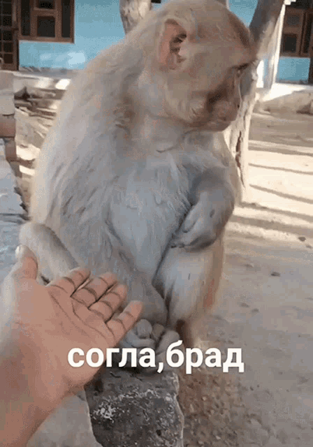a monkey sitting on a rock with a hand reaching out