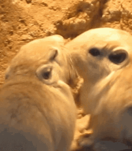 two small animals are looking at each other in the sand