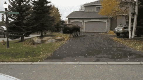 Moose Fight GIF - Moose Fight GIFs