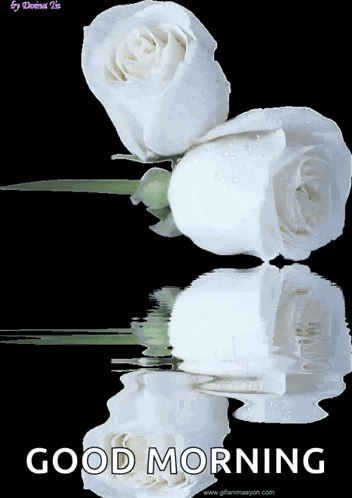 two white roses are reflected in the water with the words good morning