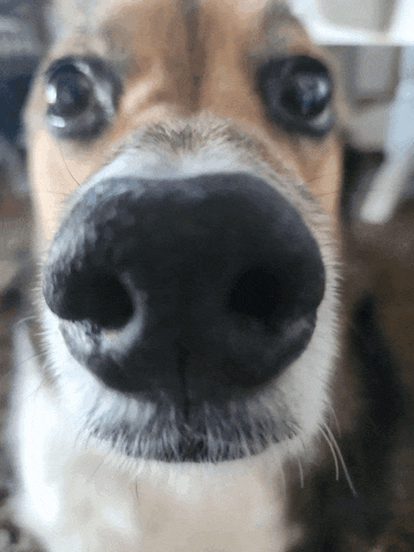 a close up of a dog 's nose with a black nose