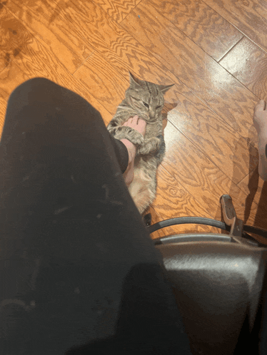 a cat is laying on a wooden floor next to a person 's foot
