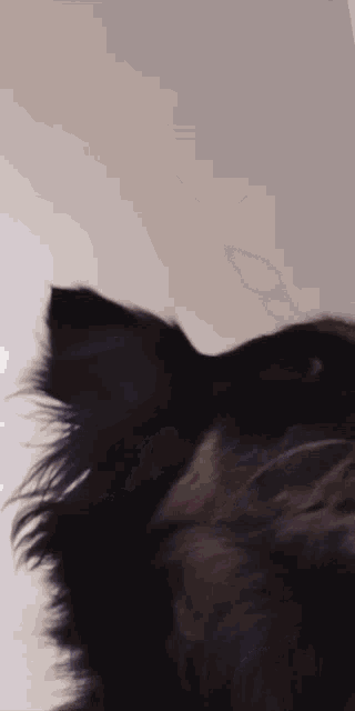 a close up of a black dog 's ear against a white background