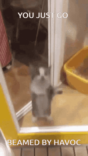 a cat standing in a doorway with the words you just go beamed by havoc on the bottom