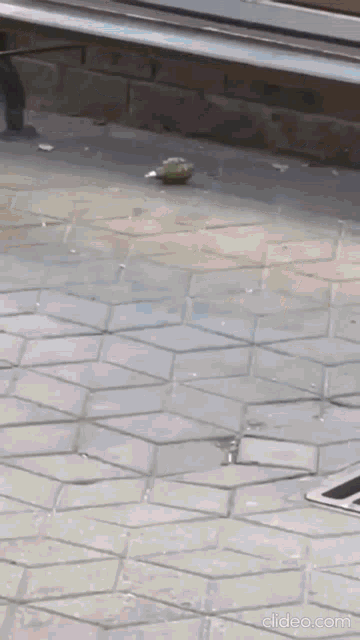 a bird is sitting on a brick floor next to a window