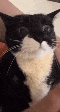 a black and white cat is being held in a person 's arms and looking at the camera .