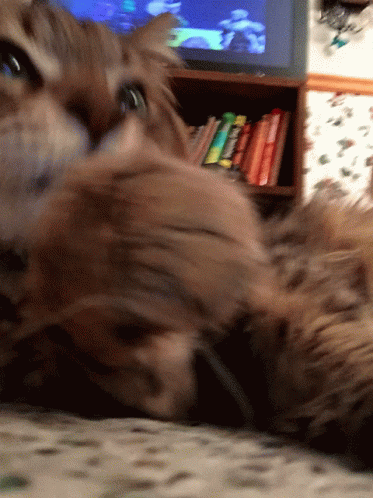 Cat Cat Cleaning GIF - Cat Cat Cleaning Cat Licking Paw GIFs