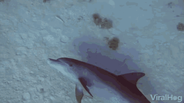 Dolphin Graceful GIF - Dolphin Graceful Adorable GIFs