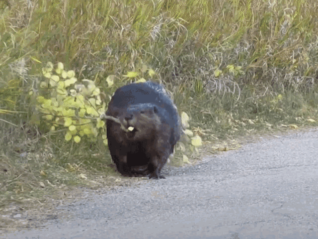 a beaver with a stick in its mouth is walking down a road