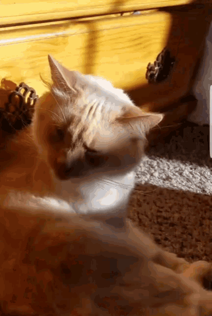 a close up of a cat laying on a carpet