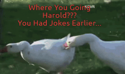 Where You Going Harold You Had Jokes Earlier GIF - Where You Going Harold You Had Jokes Earlier Mad GIFs