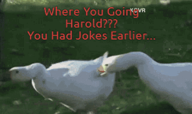 a picture of two ducks with the words where you going harold you had jokes earlier on the bottom