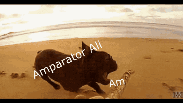a dog playing with a stick on the beach with the words amparator ali am written on the bottom