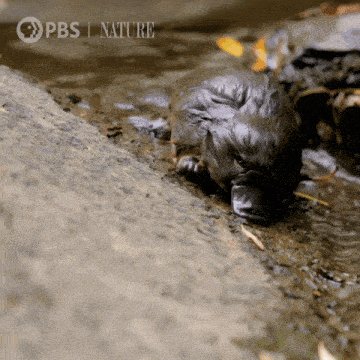 a baby platypus is crawling out of a stream with a pbs nature logo behind it