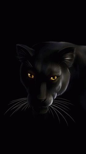 Panther GIF - Panther GIFs