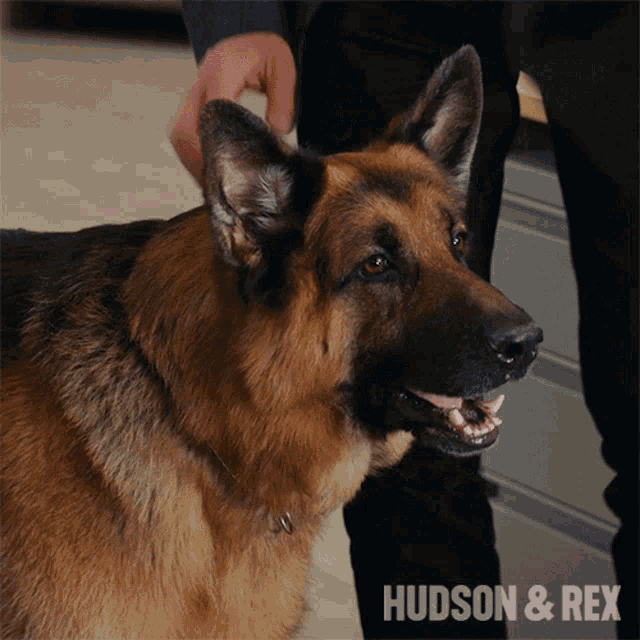 Petting My Dog Rex GIF - Petting My Dog Rex Hudson And Rex GIFs