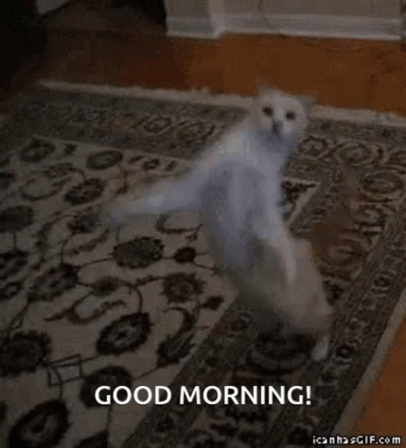 Good Morning Cat GIF - Good Morning Cat Good Morning Cat GIFs