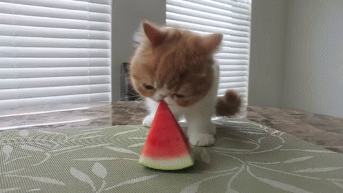 Watermelon Kitteh! GIF - Watermelon Kittycat Kitten GIFs