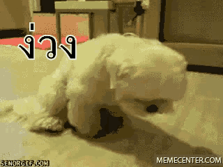 a gif of a dog playing with a cat with the website memecenter.com written on the bottom