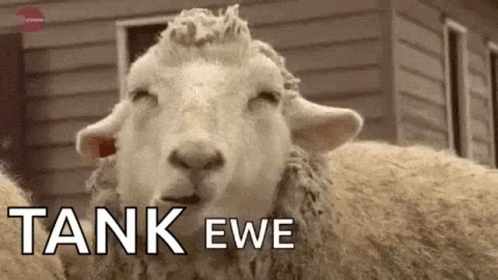 Sheep Ewe GIF