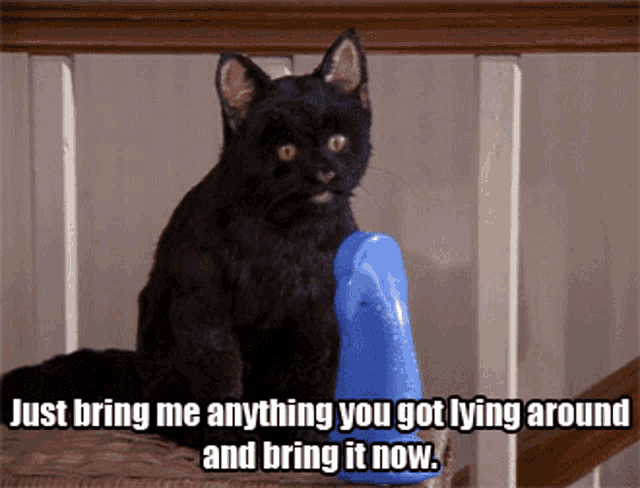 a black cat sitting next to a blue object that says just bring me anything you got lying around and bring it now.