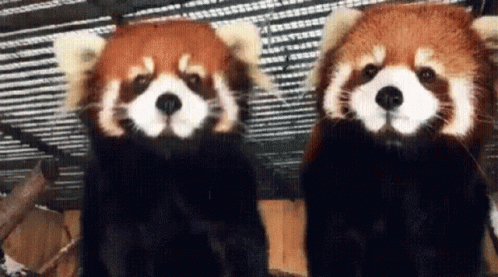 Red Panda Hug GIF - Red Panda Hug Cute GIFs