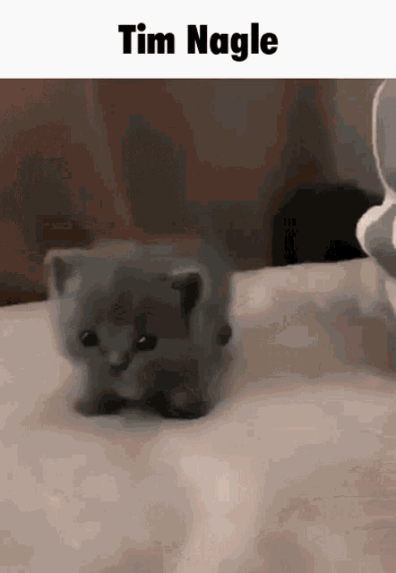 a small gray kitten is walking on a bed with the name tim nagle on the bottom .