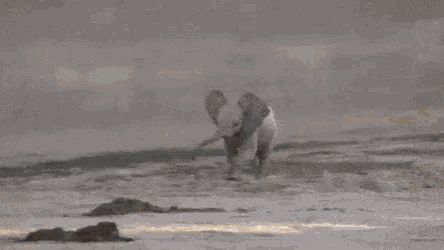 Elephant Excited GIF - Elephant Excited Running GIFs
