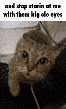 a cat is looking at the camera with the caption " and stop starin at me with them big ole eyes "