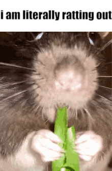 a close up of a hamster eating a green leaf with the caption i am literally ratting out